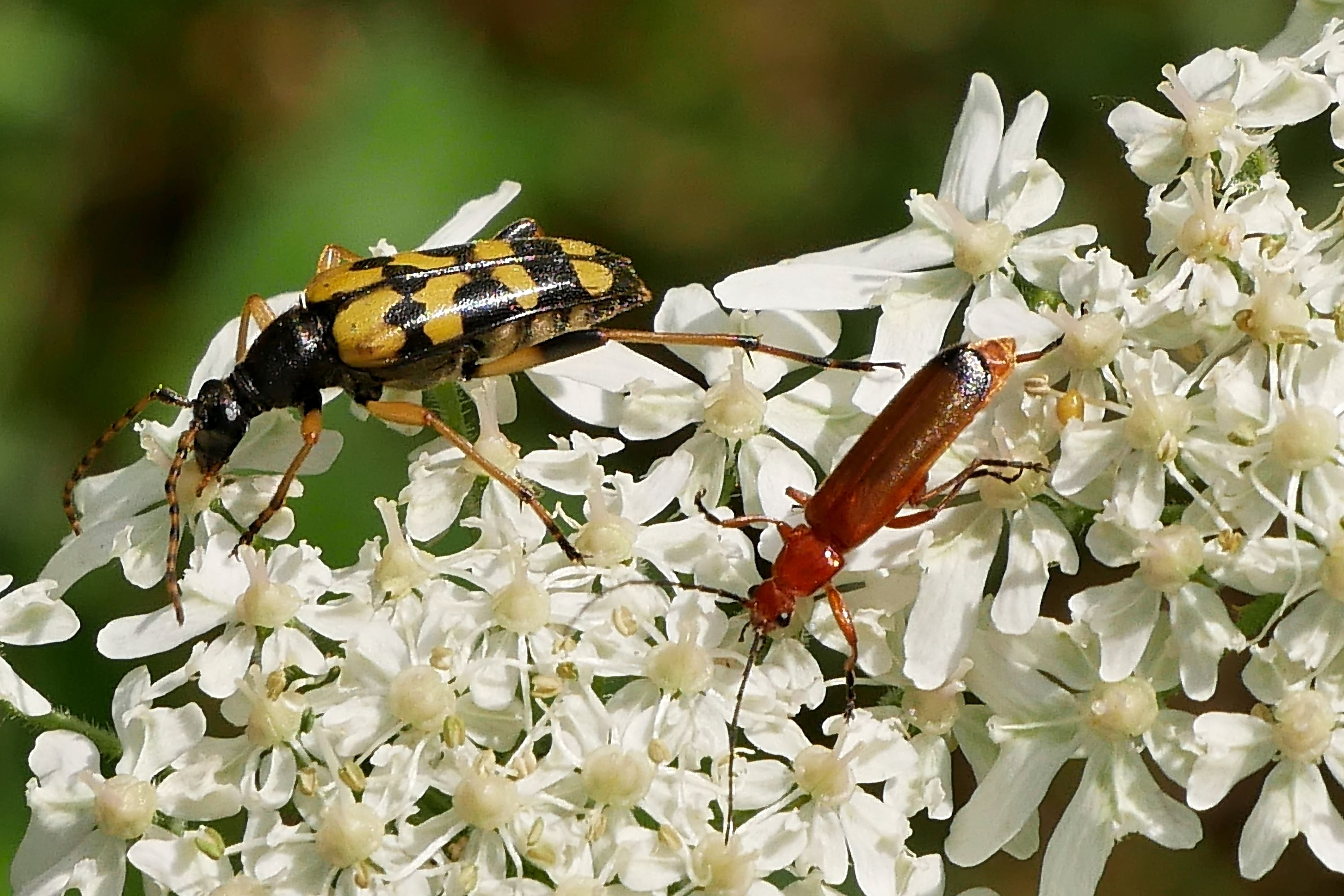 7-07-2021 15-54-22_0013